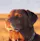 dog-closing-eyes-sunlight.png