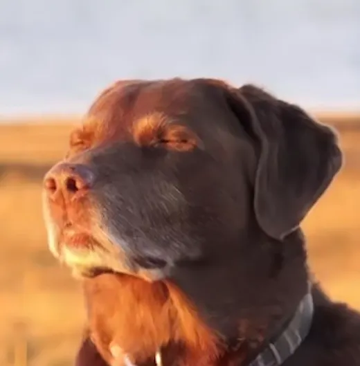 dog-closing-eyes-sunlight.png