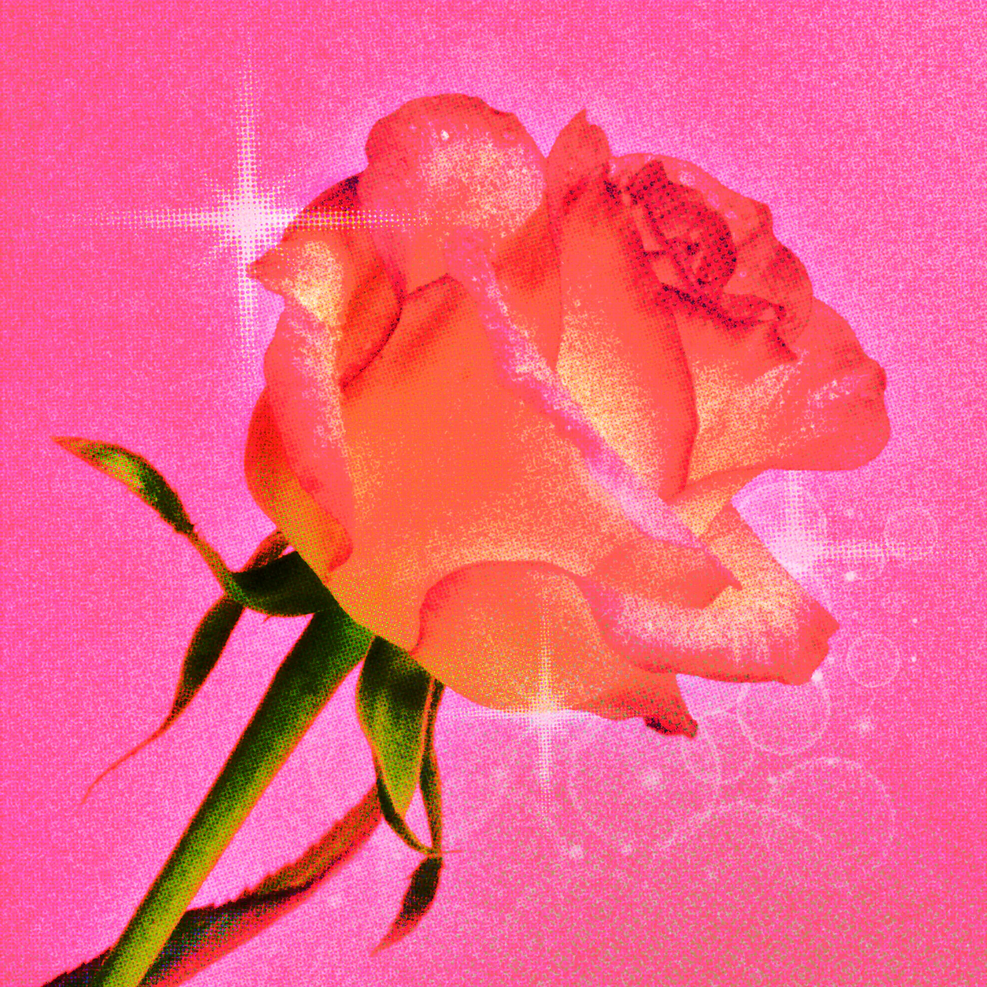 rose-1.png